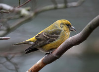 Common & Two-barred Crossbill