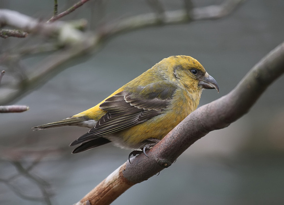 Common Crossbill