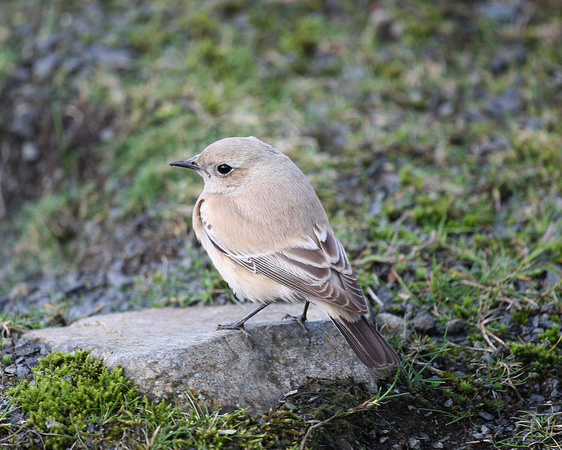 Desert Wheatear