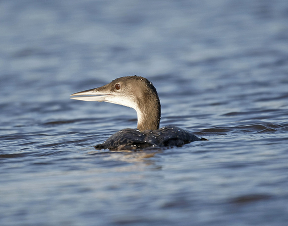 Great Northern Diver