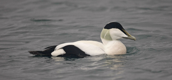 Eider