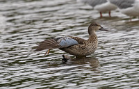 Blue-winged Teal