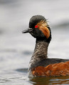 Black-necked Grebe 2013