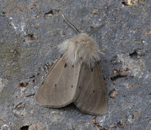 Muslin Moth