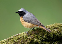 Common Redstart