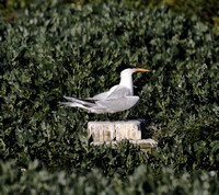 Elegant Tern