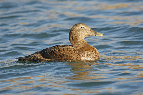 Common Eider