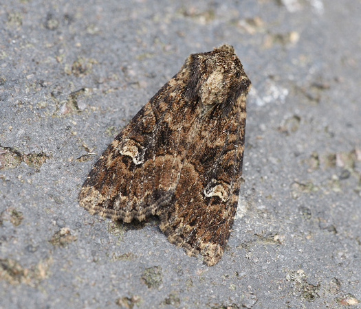 Small Brindled Beauty