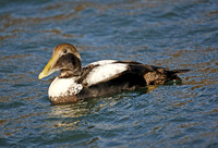 Common Eider