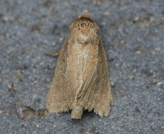 Twin-spotted Wainscot