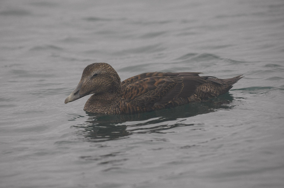 Eider