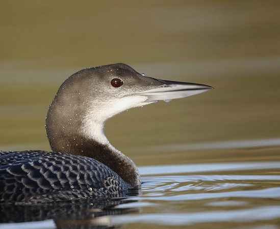 Great Northern Diver
