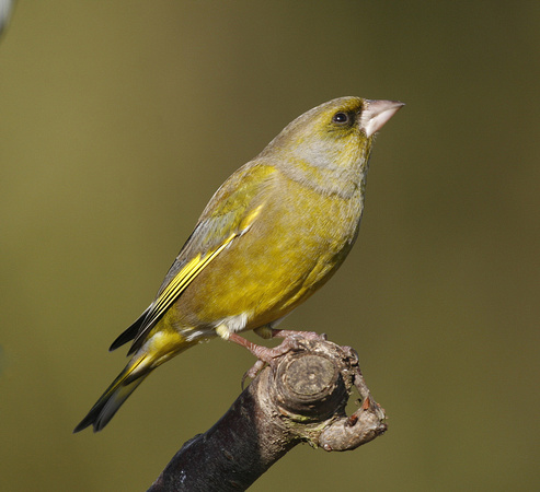 Greenfinch