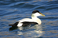 Common Eider