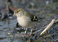 Chaffinch