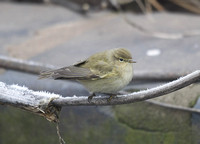 Chiffchaff