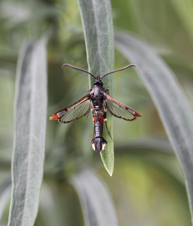 Red-tipped Clearwing