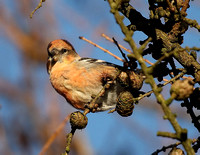 Two-barred Crossbill