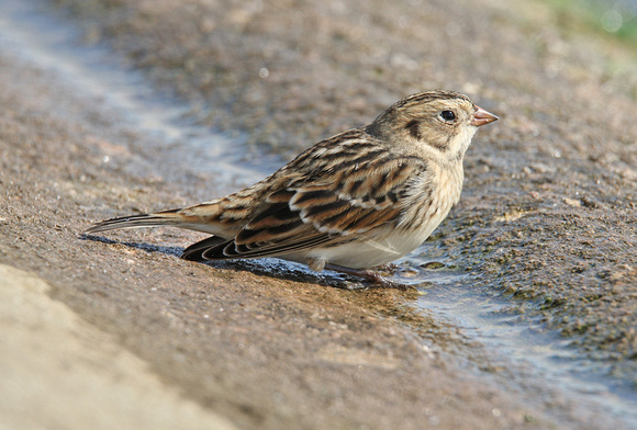 Lapland Bunting