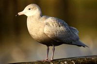 Glaucous Gull