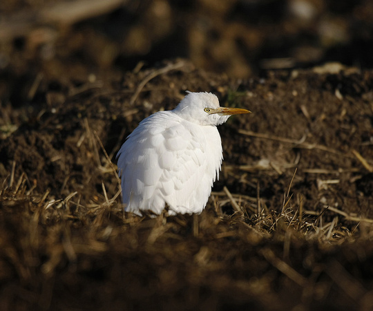 Cattle Egret
