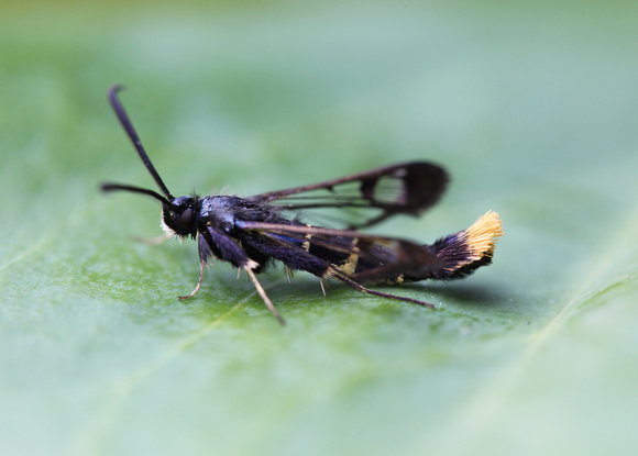 Orange-tailed Clearwing