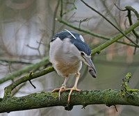Night Heron