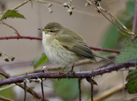 Common Chiffchaff