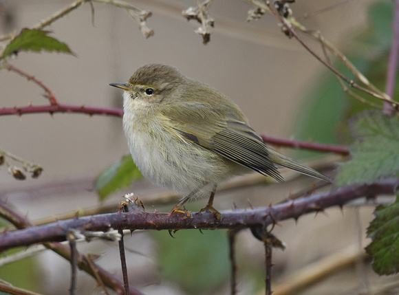 Common Chiffchaff