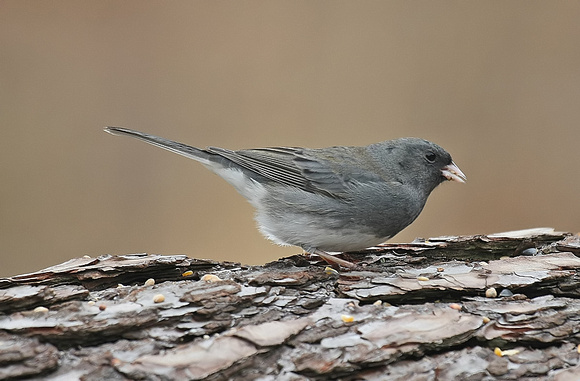Dark-eyed Junco