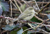 Common Chiffchaff