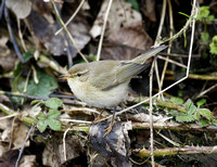 Common Chiffchaff