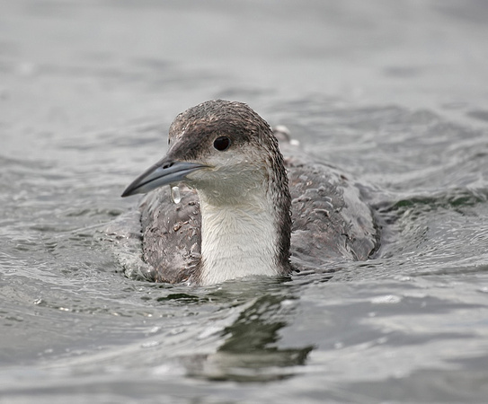 Black-throated Diver