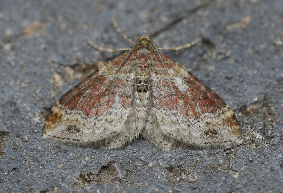 Red Twin-spotted Carpet