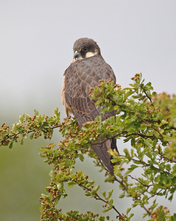 Eleonora's Falcon