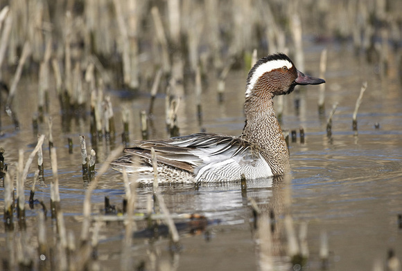 Garganey