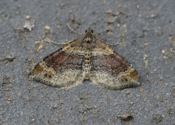Red Twin-spotted Carpet