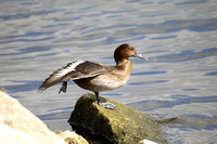 Ferruginous Duck