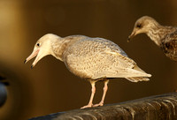 Glaucous Gull