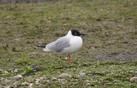 Bonaparte's Gull