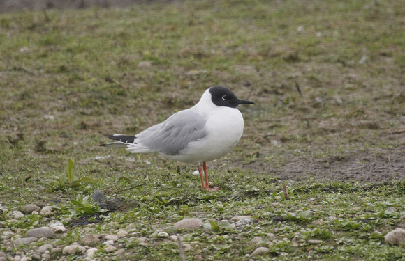 Bonaparte's Gull