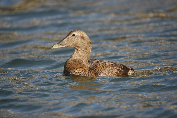 Common Eider