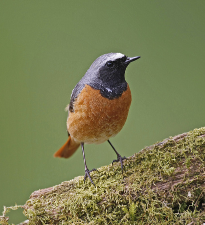 Common Redstart