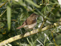 Blyth's Reed Warbler