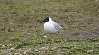 Bonaparte's Gull