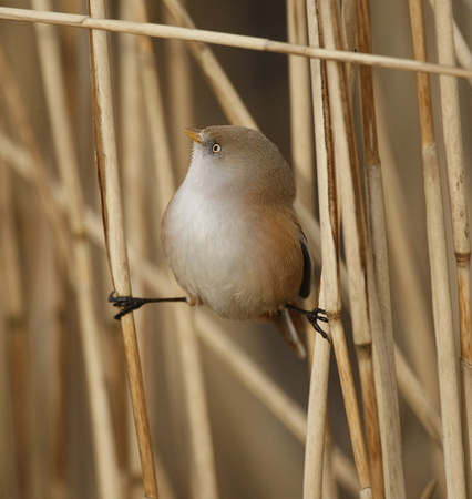 Bearded Tit
