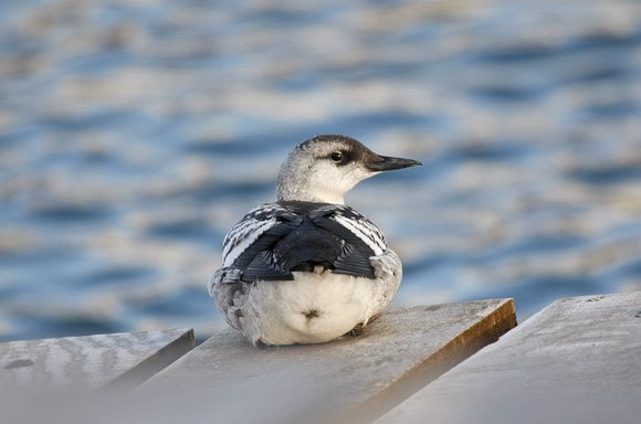 Black Guillemot