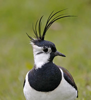 Lapwing