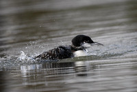 Great Northern Diver