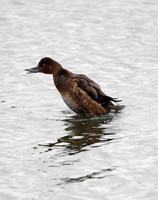 Ferruginous Duck